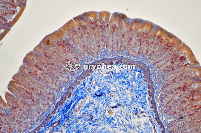 Estomac x40 - gryphea.org